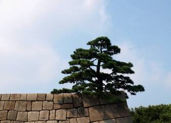 Iconic Japanese Black Pine On Old Stone Wall 

