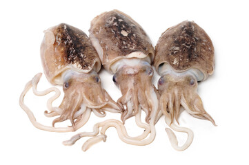 Raw cuttlefish on white background. - obrazy, fototapety, plakaty