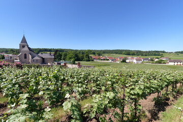 Fototapeta na wymiar Champagne vineyards in the Reims Mountain regional nature park. Chigny-les-Roses village