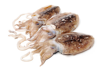 Raw cuttlefish on white background.