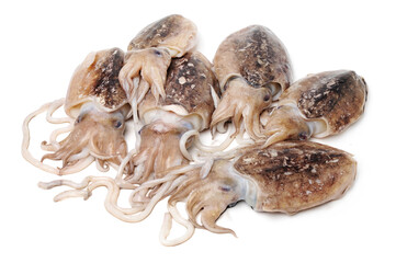 Raw cuttlefish on white background.