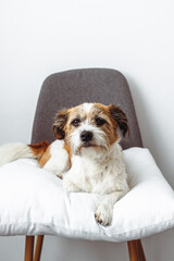 Kleiner Terrier Hund liegt auf einem weißen Kissen auf einem grauen Stuhl. Hygge, modern, weißer Hintergrund.