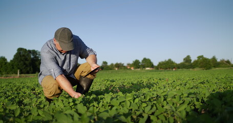 Middle-aged farmer eats soybean shoots in field, uses tablet