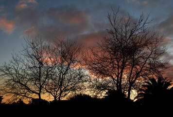 Winter Trees Sunset