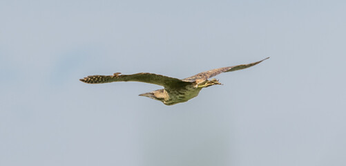 Bittern flying in a blue sky above a wetland lake