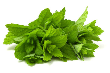 Bunch of fresh mint isolated on white background. Green fragrant plants with a rich aroma.