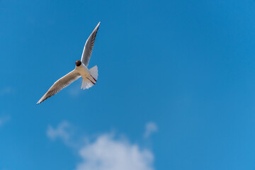 Seagull flying in a Blue Sky
