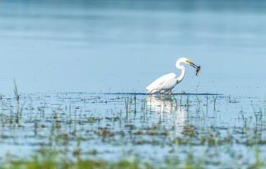 Great White Egret at a Wetland Lake in Latvia Eating Fish