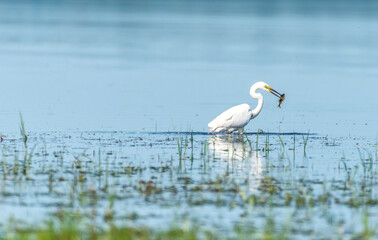 Great White Egret at a Wetland Lake in Latvia Eating Fish