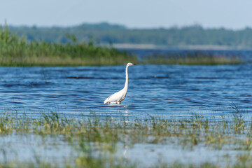 Great White Egret at a Wetland Lake in Latvia