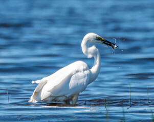 Great White Egret at a Wetland Lake in Latvia Eating Fish