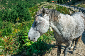 Gray horse with bell on the neck, grazing at summer field near road. 