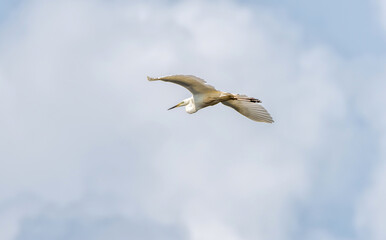 Great White Egret Flying over a Wetland Lake in Latvia