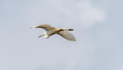 Great White Egret Flying over a Wetland Lake in Latvia
