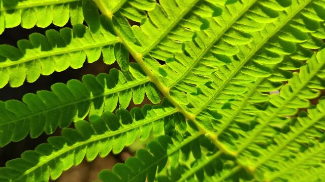 Green fern close-up shot while moving along the leaves. filmed in morning light 4K