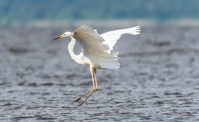 Great White Egret Flying over a Wetland Lake in Latvia