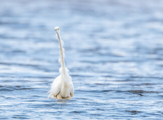Great White Egret at a Wetland Lake in Latvia