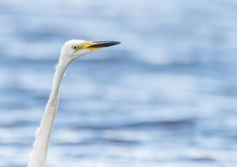 Great White Egret at a Wetland Lake in Latvia