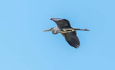 Grey Heron Flying Over a Wetland Lake in Latvia