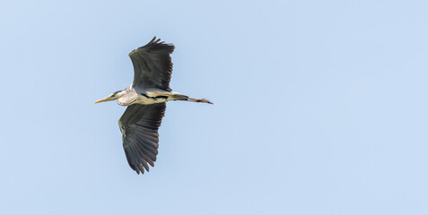 Grey Heron Flying Over a Wetland Lake in Latvia