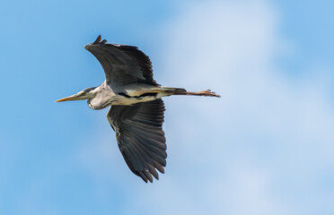 Grey Heron Flying Over a Wetland Lake in Latvia