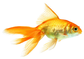 gold fish isolated on white
