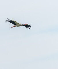 Fototapeta na wymiar Stork Flying over a Wetland in Latvia