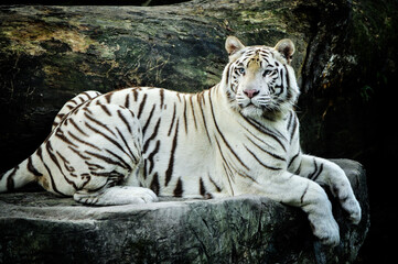 Fototapeta na wymiar The majestic celebrity white tiger resting on a rock in the Singapore Zoo.