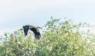 Stork Flying over a Wetland in Latvia