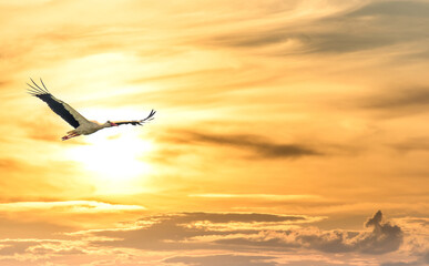Fototapeta na wymiar Stork Flying over a Wetland in Latvia at Sunset