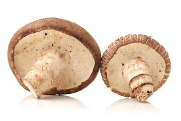 Shiitake mushroom on the White background 