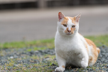 くつろぐ猫　茶白猫