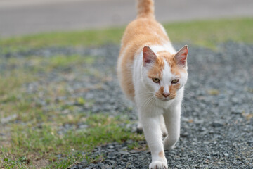 歩く猫　茶白猫