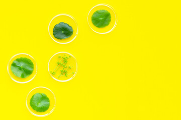 Fresh green centella asiatica leaves in petri dishes on white background.