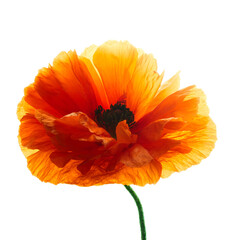 Bright red poppy flower isolated on white background.