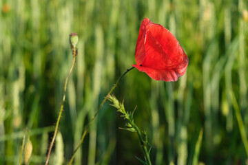 Close-up of a lonely lovely bright red poppy flower against a blurry background of a summer field.