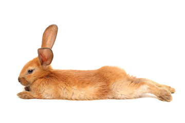 rabbit isolated on white background