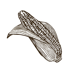 Illustration of Corn Vintage Isolated vector for branding menu logo label
