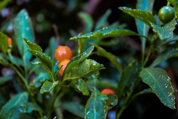 Pioggia sulle foglie