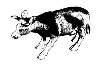 Black and white cow on white background. Monochrome portrait of a ruminant animal.