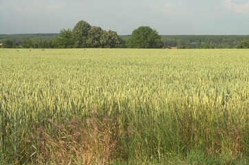 Flowering ear of wheat.
