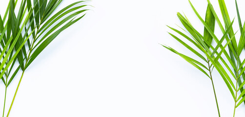 Tropical palm leaves on white background.