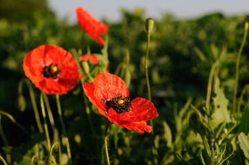 Red poppies on a field on a summer morning. Shallow depth of field