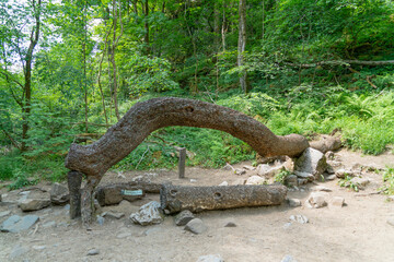 Money tree at Ingleton Waterfalls Trail in the UK