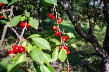 Ripe branch, cherries on a tree in the garden. Fruits. Sweet cherry. Ukraine. Dnieper.