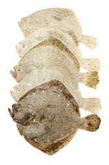 Psetta maxima (Turbot Fish) on white background
