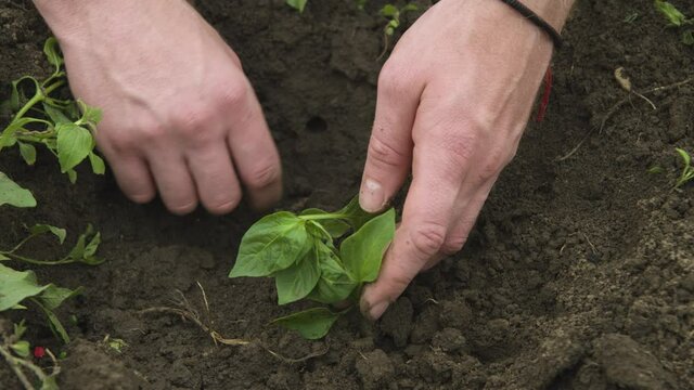 Close-up of the hand of a Caucasian white man straightening and planting seedlings of balgar pepper in the black earth. Smooth camrera movement high dynamic range