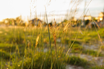 Obraz premium golden grass sunset in the evening