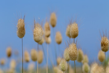 Obraz premium Background of dry plants