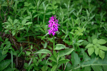 ハクサンチドリ